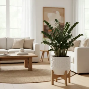 Cách chăm sóc cây kim tiền xanh tốt tại nhà