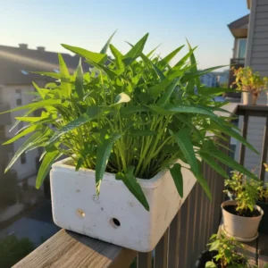 Cách trồng rau muống tại nhà trong thùng xốp xanh tốt